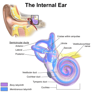 An image showing the inner ear and vestibular system. Vestibular disorder treatment may be necessary 