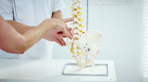 Skeleton of spine showing Chiropractic Neurologist vs. Medical Neurologist